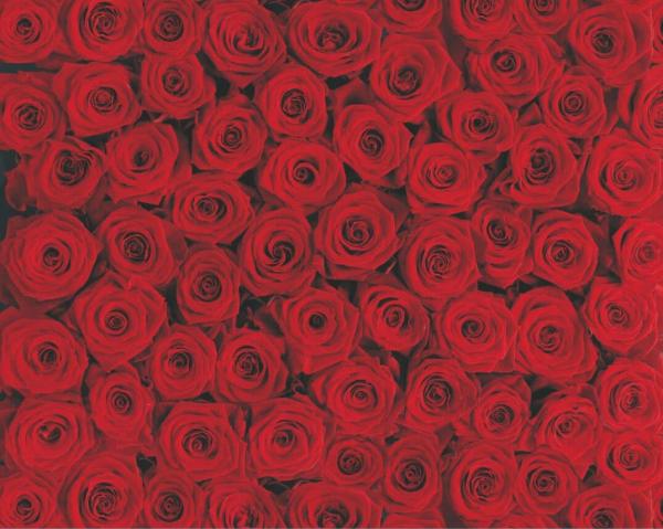 Fototapete 270 x 194 cm - 4-077 Roses – versandkostenfrei in D*